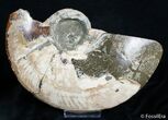 Broken / Inch Wide Polished Ammonite #2826-1